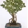 Flowering Mount Fuji Serissa Bonsai Tree With Raised Roots 2 Flowering Mount Fuji Serissa Bonsai Tree With Raised Roots -Cheap Plantly Store Screenshot2023 06 18163217