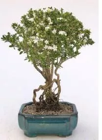 Flowering Mount Fuji Serissa Bonsai Tree With Raised Roots 3 Flowering Mount Fuji Serissa Bonsai Tree With Raised Roots