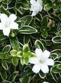 Flowering Mount Fuji Serissa Bonsai Tree With Raised Roots 4 Flowering Mount Fuji Serissa Bonsai Tree With Raised Roots - Image 2