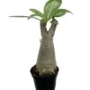 Desert Rose 'Adenium Obesum' -Cheap Plantly Store Screenshot 20220416 070447 Chrome