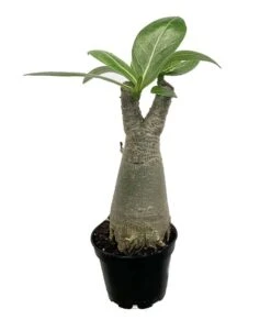 Desert Rose 'Adenium Obesum'