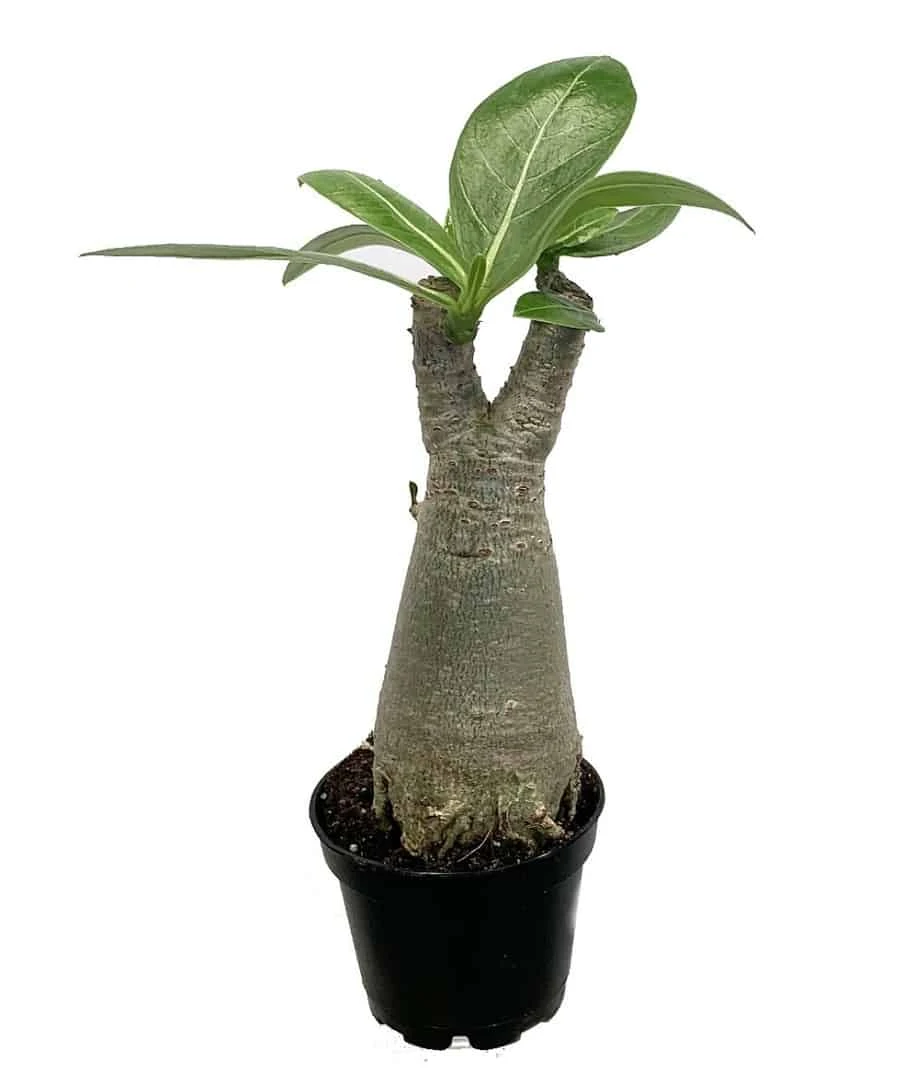 Desert Rose 'Adenium Obesum' 3 Desert Rose 'Adenium Obesum'