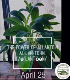 Organic - Russian Comfrey Crown Bocking 14 -Cheap Plantly Store Screenshot 20220830 113939 Etsy Seller