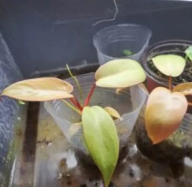 Atabapoense Philodendron 5 Atabapoense Philodendron - Image 3