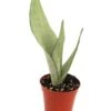 Sansevieria Moonshine