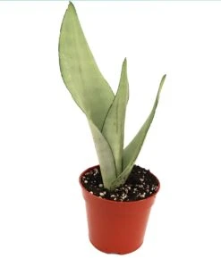 Sansevieria Moonshine
