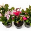 Holiday Cactus Plant - Thanksgiving / Christmas | 4-inch -Cheap Plantly Store Screenshot 20230727 053449 Google