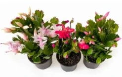 Holiday Cactus Plant - Thanksgiving / Christmas | 4-inch