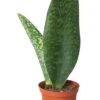 Shark Fin Snake (Sansevieria Masoniana) - Rare Snake Plant | 6-inch Pot -Cheap Plantly Store Shark Fin Snake Plant