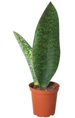 Shark Fin Snake (Sansevieria Masoniana) - Rare Snake Plant | 6-inch Pot