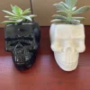 Skull Pot With Succulent -Cheap Plantly Store Skulls black and white front