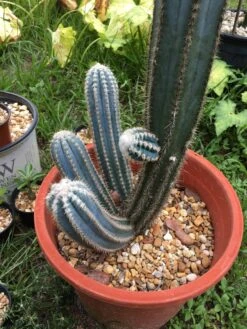 Pilosocereus Pachycladus "wooly Blue Torch" -Cheap Plantly Store Slow wooly blue pilo 9 rotated 1