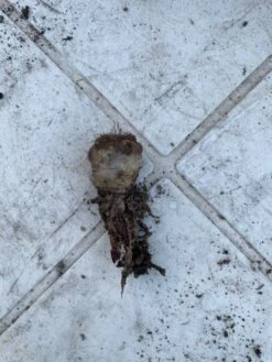 Cactus- Copiapoa Humilis Var Longispina -Cheap Plantly Store Small 1