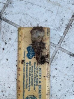 Cactus- Copiapoa Humilis Var Longispina -Cheap Plantly Store Small 2