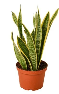 Snake Plant Laurentii - Easy Care Indoor Plant With Yellow Edges | 6-inch Pot