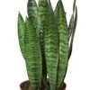 Snake Plant Zeylanica - Air Purifying Houseplant With Wavy Grey Leaves | 6-inch Pot -Cheap Plantly Store Snake Plant Zeylanica