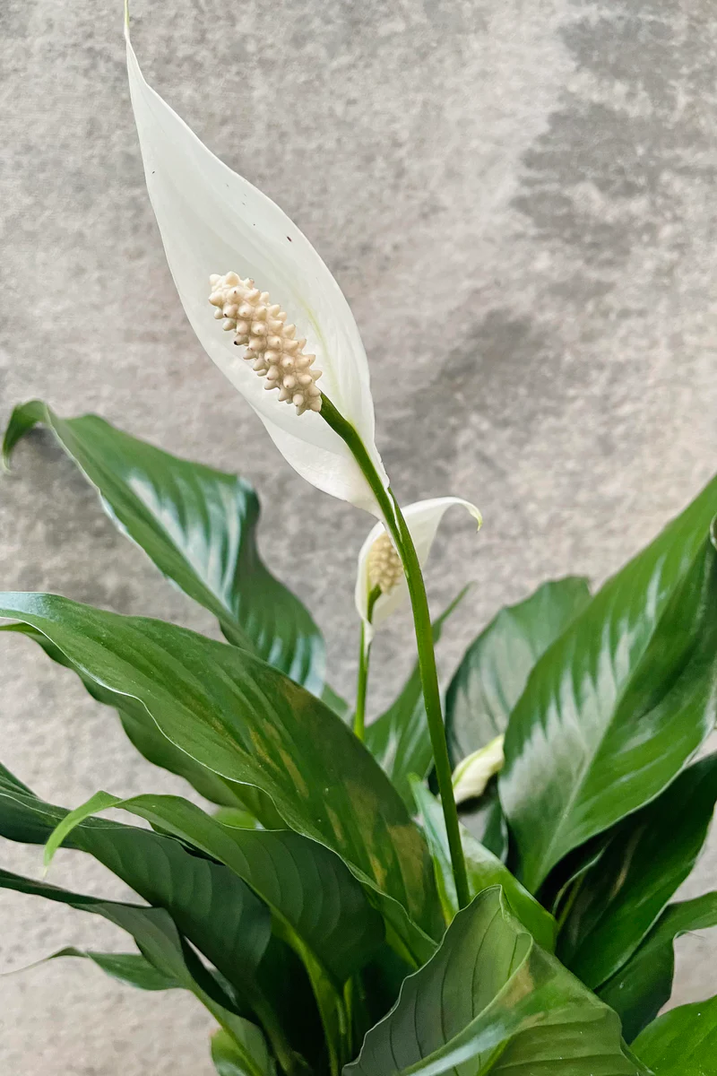 Amazing Spathiphyllum 'Peace Lily' 4" Pot. Great Holiday Gift! 7 Amazing Spathiphyllum 'Peace Lily' 4" Pot. Great Holiday Gift! - Image 5