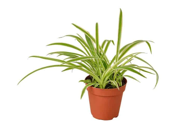 Reverse Spider Plant (Chlorophytum Comosum 'Reverse Variegata') | 4-inch Pot 3 Reverse Spider Plant (Chlorophytum Comosum 'Reverse Variegata') | 4-inch Pot