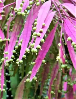 Rhipsalis Baccifera Mistletoe Cactus. 5 Rhipsalis Baccifera Mistletoe Cactus. -Cheap Plantly Store Thmb