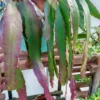 Rhipsalis Baccifera Mistletoe Cactus. -Cheap Plantly Store Thumbnail 1