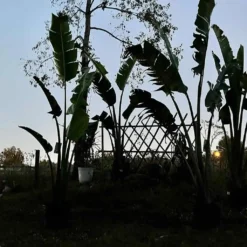 Ravenala Madagascariensis Live 7ft+ Plant -Cheap Plantly Store Traveler Palm1 rotated 1