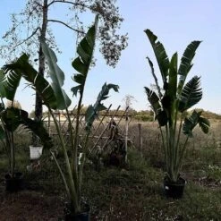 Ravenala Madagascariensis Live 7ft+ Plant -Cheap Plantly Store Traveler Palm2
