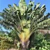 Ravenala Madagascariensis Live 7ft+ Plant -Cheap Plantly Store Traveler Palm4