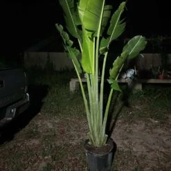 Ravenala Madagascariensis Live 7ft+ Plant -Cheap Plantly Store Traveler Palm5