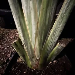 Ravenala Madagascariensis Live 7ft+ Plant -Cheap Plantly Store Traveler Palm6 rotated 1