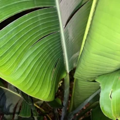 Ravenala Madagascariensis Live 7ft+ Plant -Cheap Plantly Store Traveler Palm7