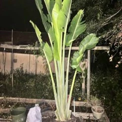 Ravenala Madagascariensis Live 7ft+ Plant -Cheap Plantly Store Traveler Palm8 rotated 1