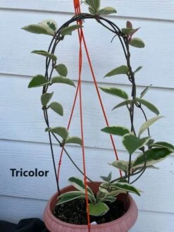 Hoya House Plant Various Species -Cheap Plantly Store Tricolor 1