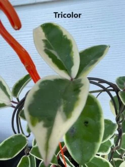 Hoya House Plant Various Species -Cheap Plantly Store Tricolor 2