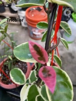 Hoya House Plant Various Species -Cheap Plantly Store Tricolor 3