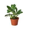 Healthy Umbrella Tree (Schefflera Arboricola) - Easy Care Indoor Plant | 4-inch Pot -Cheap Plantly Store Untitled design 9