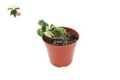 Hindu Rope Hoya Variegated - 4" From California Tropicals 5 Hindu Rope Hoya Variegated - 4" From California Tropicals -Cheap Plantly Store V Hindu 4 E