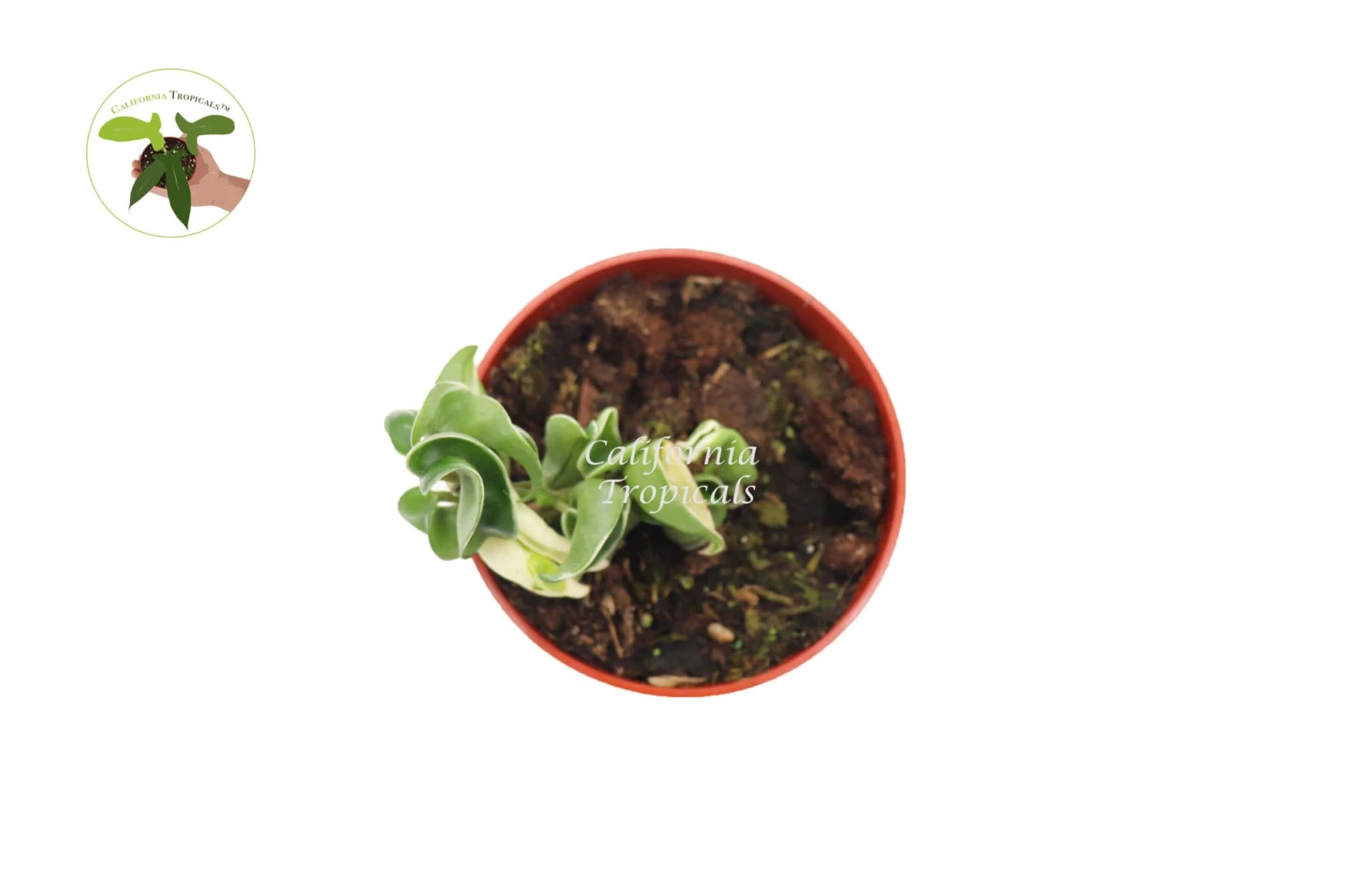 Hindu Rope Hoya Variegated - 4" From California Tropicals 3 Hindu Rope Hoya Variegated - 4" From California Tropicals