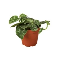 Satin Pothos Plant | Easy Care Houseplant | Low Light Plant | Air Purifying Plant | 4-inch Pot -Cheap Plantly Store VLBZKmTb