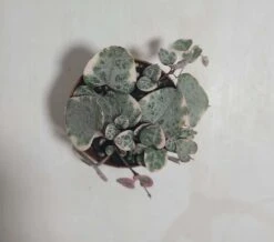 String Of Hearts Variegated -Cheap Plantly Store VSOH