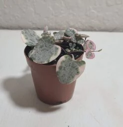 String Of Hearts Variegated -Cheap Plantly Store VSOH2 1