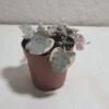 String Of Hearts Variegated -Cheap Plantly Store VSOH2