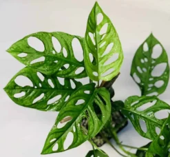Monstera Adansonii 'Swiss Cheese 11 Monstera Adansonii 'Swiss Cheese -Cheap Plantly Store W MonsteraAdansonii5