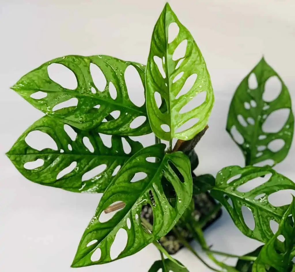 Monstera Adansonii 'Swiss Cheese 7 Monstera Adansonii 'Swiss Cheese - Image 5