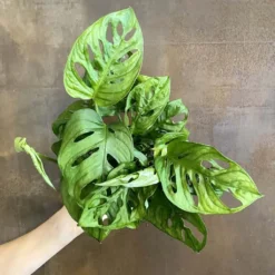 Monstera Adansonii 'Swiss Cheese 8 Monstera Adansonii 'Swiss Cheese -Cheap Plantly Store W MonsteraAdansonii6