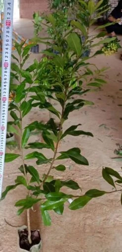 Yangmei Myrica Rubra Trees (different Varieties). 4 Years Old, Grafted. Potted. -Cheap Plantly Store Yangmei tree 2