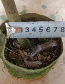 Yangmei Myrica Rubra Trees (different Varieties). 4 Years Old, Grafted. Potted. -Cheap Plantly Store Yangmei tree 3