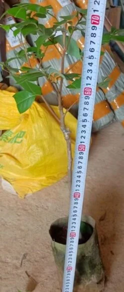 Yangmei Myrica Rubra Trees (different Varieties). 4 Years Old, Grafted. Potted. -Cheap Plantly Store Yangmei tree 4