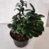 Zamioculcas Zamiifolia - ZZ Zenzi 6" Pot -Cheap Plantly Store ZZ Zensi a rotated 1