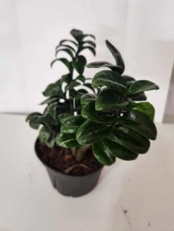 Zamioculcas Zamiifolia - ZZ Zenzi 6" Pot