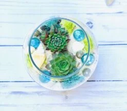 Beach Succulent Terrarium Kit